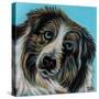 Blue Eyed Dog-Carolee Vitaletti-Stretched Canvas