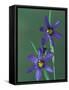 Blue Eyed Grass, Clarkston, Michigan, USA-Claudia Adams-Framed Stretched Canvas