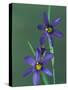 Blue Eyed Grass, Clarkston, Michigan, USA-Claudia Adams-Stretched Canvas