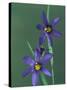 Blue Eyed Grass, Clarkston, Michigan, USA-Claudia Adams-Stretched Canvas