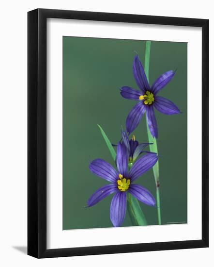 Blue Eyed Grass, Clarkston, Michigan, USA-Claudia Adams-Framed Photographic Print