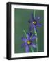 Blue Eyed Grass, Clarkston, Michigan, USA-Claudia Adams-Framed Photographic Print