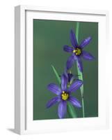 Blue Eyed Grass, Clarkston, Michigan, USA-Claudia Adams-Framed Photographic Print