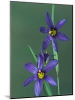 Blue Eyed Grass, Clarkston, Michigan, USA-Claudia Adams-Mounted Photographic Print