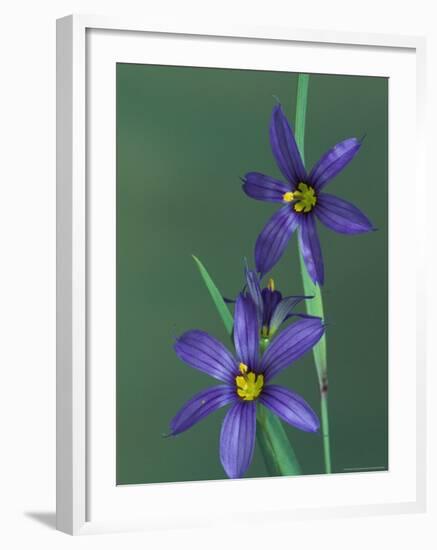 Blue Eyed Grass, Clarkston, Michigan, USA-Claudia Adams-Framed Photographic Print