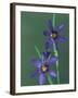 Blue Eyed Grass, Clarkston, Michigan, USA-Claudia Adams-Framed Photographic Print