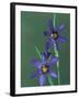 Blue Eyed Grass, Clarkston, Michigan, USA-Claudia Adams-Framed Photographic Print