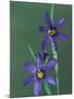 Blue Eyed Grass, Clarkston, Michigan, USA-Claudia Adams-Mounted Photographic Print