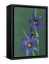Blue Eyed Grass, Clarkston, Michigan, USA-Claudia Adams-Framed Stretched Canvas