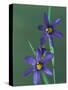 Blue Eyed Grass, Clarkston, Michigan, USA-Claudia Adams-Stretched Canvas