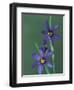 Blue Eyed Grass, Clarkston, Michigan, USA-Claudia Adams-Framed Photographic Print