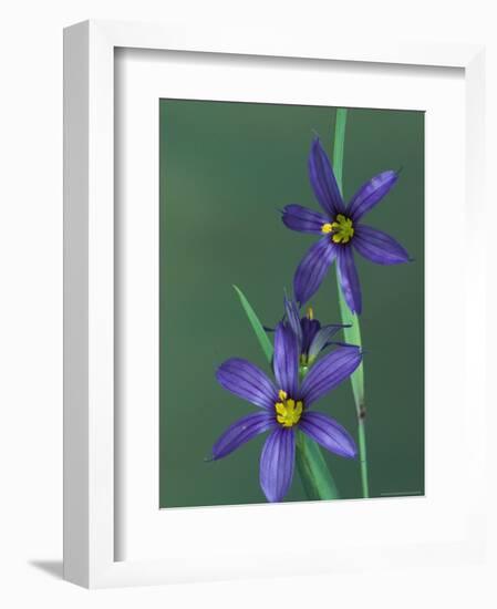 Blue Eyed Grass, Clarkston, Michigan, USA-Claudia Adams-Framed Photographic Print