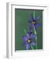 Blue Eyed Grass, Clarkston, Michigan, USA-Claudia Adams-Framed Photographic Print