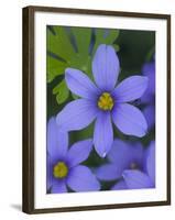 Blue Eyed Grass Near Devine, Texas, USA-Darrell Gulin-Framed Photographic Print