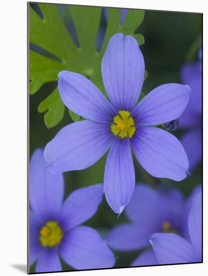 Blue Eyed Grass Near Devine, Texas, USA-Darrell Gulin-Mounted Photographic Print