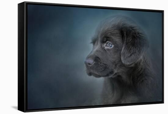 Blue Eyed Puppy-Jai Johnson-Framed Stretched Canvas