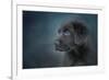 Blue Eyed Puppy-Jai Johnson-Framed Giclee Print