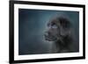 Blue Eyed Puppy-Jai Johnson-Framed Giclee Print