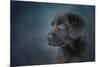 Blue Eyed Puppy-Jai Johnson-Mounted Giclee Print