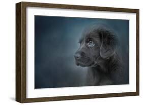 Blue Eyed Puppy-Jai Johnson-Framed Giclee Print