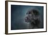 Blue Eyed Puppy-Jai Johnson-Framed Giclee Print