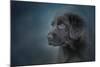 Blue Eyed Puppy-Jai Johnson-Mounted Giclee Print