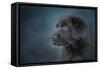 Blue Eyed Puppy-Jai Johnson-Framed Stretched Canvas