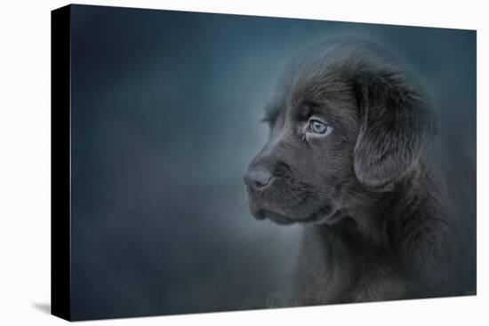 Blue Eyed Puppy-Jai Johnson-Stretched Canvas