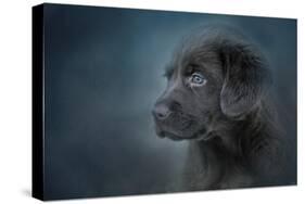 Blue Eyed Puppy-Jai Johnson-Stretched Canvas