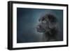 Blue Eyed Puppy-Jai Johnson-Framed Premium Giclee Print