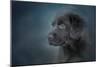 Blue Eyed Puppy-Jai Johnson-Mounted Premium Giclee Print