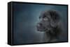 Blue Eyed Puppy-Jai Johnson-Framed Stretched Canvas