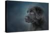 Blue Eyed Puppy-Jai Johnson-Stretched Canvas