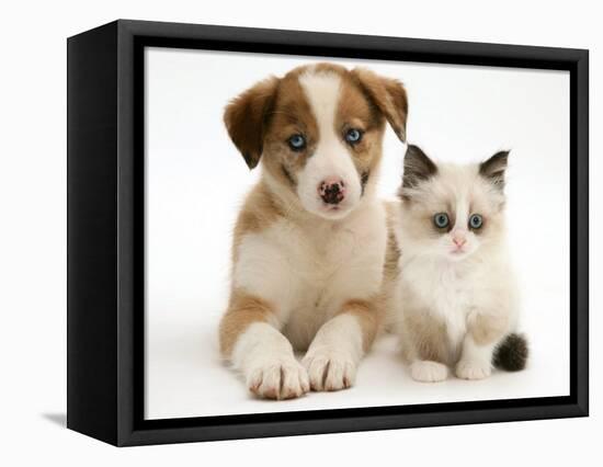 Blue-Eyed Red Merle Border Collie Puppy with Birman-Cross Kitten, Blue Eyes-Jane Burton-Framed Stretched Canvas