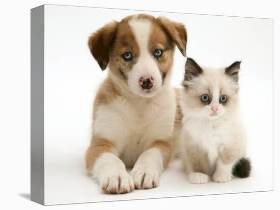 Blue-Eyed Red Merle Border Collie Puppy with Birman-Cross Kitten, Blue Eyes-Jane Burton-Stretched Canvas