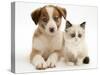 Blue-Eyed Red Merle Border Collie Puppy with Birman-Cross Kitten, Blue Eyes-Jane Burton-Stretched Canvas