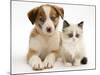 Blue-Eyed Red Merle Border Collie Puppy with Birman-Cross Kitten, Blue Eyes-Jane Burton-Mounted Photographic Print