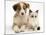 Blue-Eyed Red Merle Border Collie Puppy with Birman-Cross Kitten, Blue Eyes-Jane Burton-Mounted Photographic Print