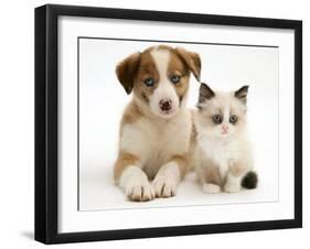 Blue-Eyed Red Merle Border Collie Puppy with Birman-Cross Kitten, Blue Eyes-Jane Burton-Framed Photographic Print