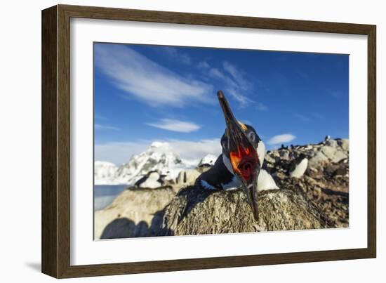 Blue-Eyed Shag, Antarctica-Paul Souders-Framed Photographic Print