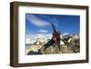 Blue-Eyed Shag, Antarctica-Paul Souders-Framed Photographic Print