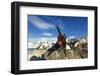 Blue-Eyed Shag, Antarctica-Paul Souders-Framed Photographic Print