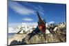 Blue-Eyed Shag, Antarctica-Paul Souders-Mounted Photographic Print