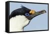 Blue-Eyed Shag, Petermann Island, Antarctica-Paul Souders-Framed Stretched Canvas