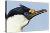 Blue-Eyed Shag, Petermann Island, Antarctica-Paul Souders-Stretched Canvas