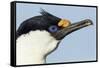 Blue-Eyed Shag, Petermann Island, Antarctica-Paul Souders-Framed Stretched Canvas