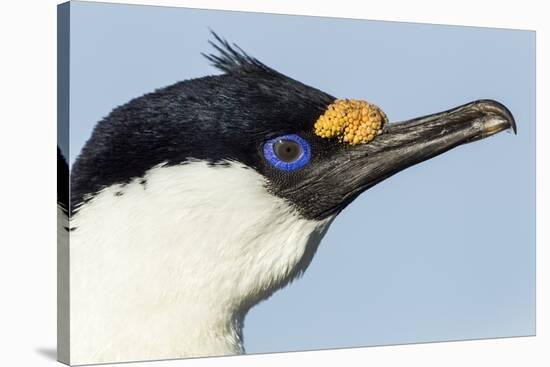 Blue-Eyed Shag, Petermann Island, Antarctica-Paul Souders-Stretched Canvas