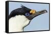 Blue-Eyed Shag, Petermann Island, Antarctica-Paul Souders-Framed Stretched Canvas