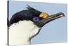 Blue-Eyed Shag, Petermann Island, Antarctica-Paul Souders-Stretched Canvas