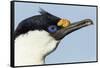 Blue-Eyed Shag, Petermann Island, Antarctica-Paul Souders-Framed Stretched Canvas